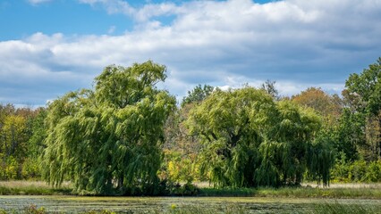 Beautiful shot of the Weeping Willow trees at Belle Isle Park in Detroit, Michigan