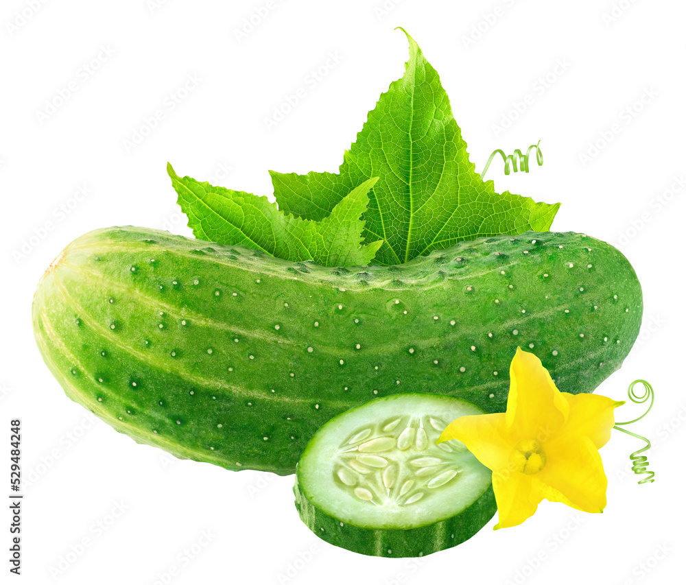 Poster isolated cucumber with flower and leaves