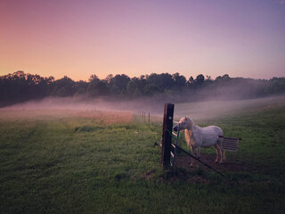 Horses in evening haze