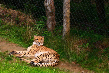 Gepard (2) © cagala