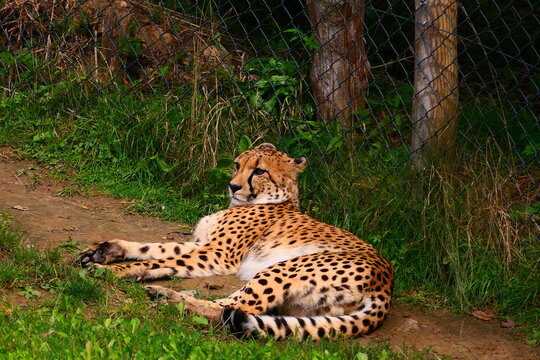 Gepard (1)