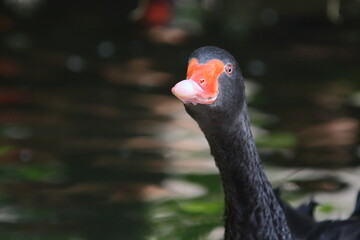 Fototapeta premium Close up of a black swan
