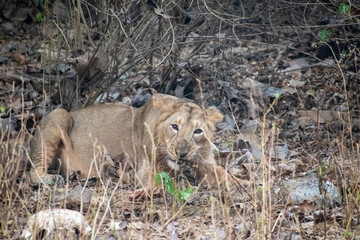 An Asiatic lion sitting on the forest floor at the Gir National Park in Gujarat.