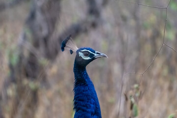 A close up of the blue neck and face of a beautiful peacock in the forests of the Gir National Park in Gujarat.