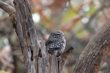 A Spotted Owlet aka Athene Brama perched on a dry trunk of a tree in the forests of the Gir National Park in Gujarat.