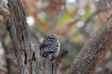 A Spotted Owlet aka Athene Brama perched on a dry trunk of a tree in the forests of the Gir National Park in Gujarat.