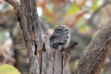 A Spotted Owlet aka Athene Brama perched on a dry trunk of a tree in the forests of the Gir National Park in Gujarat.
