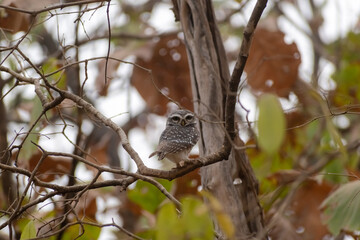 A Spotted Owlet aka Athene Brama perched on a dry trunk of a tree in the forests of the Gir National Park in Gujarat.