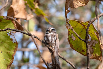 A Spotted Owlet aka Athene Brama perched on a tree in the forests of the Gir National Park in Gujarat.
