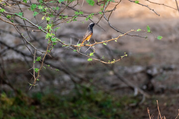A Black Redstart aka Phoenicurus ochruros perched on the branch of a tree in the Gir National Park in Gujarat.