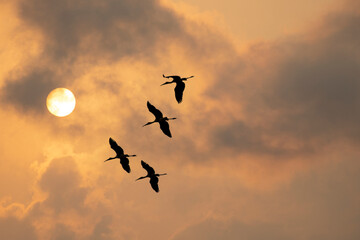 Silhouette of birds flying over the sky at amazing sunset