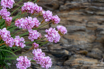 Obraz premium Small flowers, stones. A beautiful plant. Wildflowers close-up.