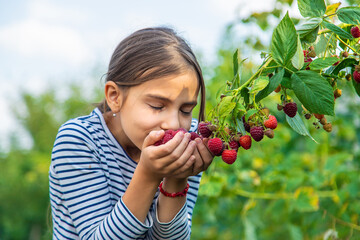 A child harvests raspberries in the garden. Selective focus.