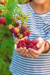 A child harvests raspberries in the garden. Selective focus.