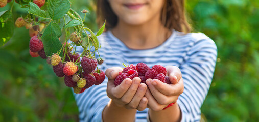 A child harvests raspberries in the garden. Selective focus.