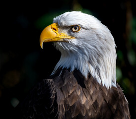 Close-up view of a bald eagle's head