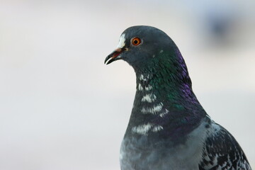 Close up of a pigeon