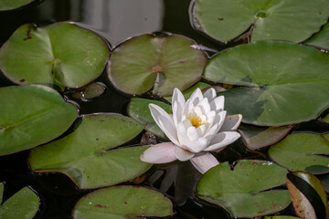 white variety of of Nymphaea alba, white waterlily, European white water lily or white nenuphar