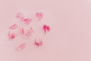 Beautiful pink peony petals on a pink pastel background.