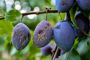 The group of the plums began to rot on the branch.