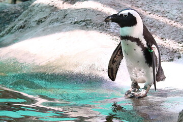 Penguin on the zoo