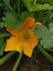 Blooming zucchini in the garden.