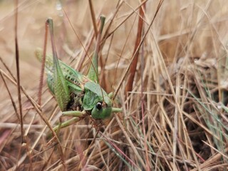 grasshopper © Agnieszka