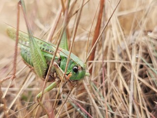 Grasshopper © Agnieszka