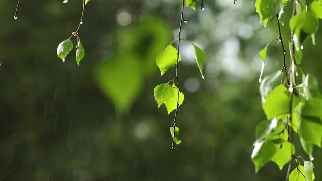 Silver birch, Betula pendula leaves during a rainy spring day in Estonia, Northern Europe