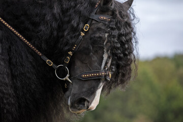 Gypsy horse long mane traditional bridle © Terri Cage 