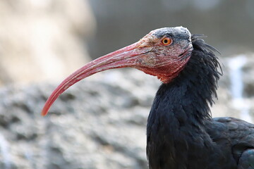 Northern Bald Ibis bird