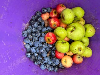 Close up of organic fruit, the apples, damson plums and peach crisp and ripe freshly picked from organic country garden orchard in Summer with purple background harvest bag flat lay view