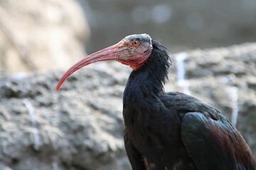 Northern Bald Ibis bird