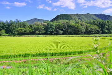 田舎で立ち止まって一枚