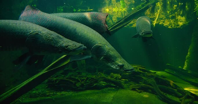 Largest river fish. Arapaima gigas in a freshwater aquarium. Vacation, holiday. Leisure activity. Fishing. Underwater life.