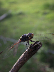 a closed up portrait of a dragonfly on tree branch