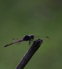 an Asian skimmer dragonfly on tree branch