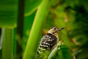 Closeup shot of a  fulvous-breasted woodpecker  on a green leaf. Dendrocopos macei. Nature blurred green background. Closeup bird image