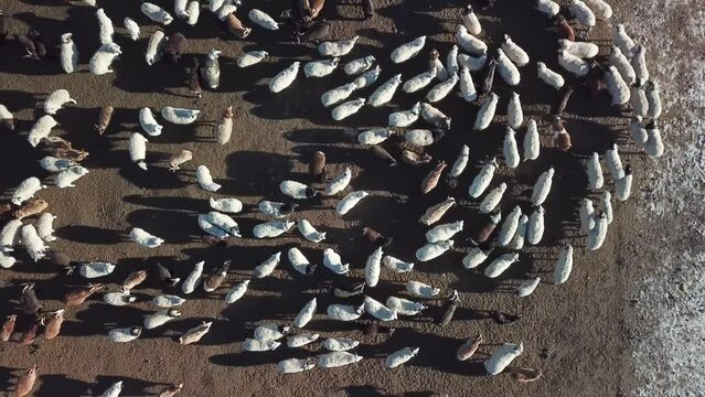 moutons blancs et noirs en Mongolie dans les montagnes en hiver