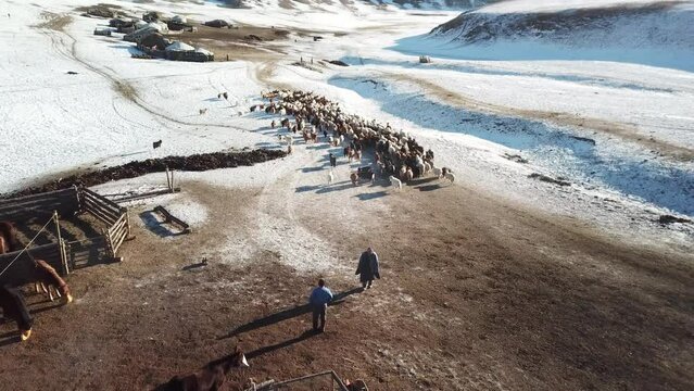 Village en Mongolie dans les montagne avec des agriculteurs, yourtes, mouton et chevaux.