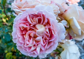 Pink Rose Macro Close-up 3