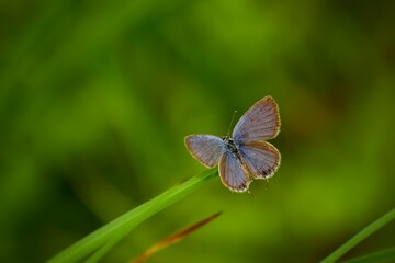 Butterfly spreading its wings on a green grass. short-tailed blue or tailed Cupid (Cupido argiades). Nature blurred green background