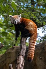 Climbing Red Panda (Ailurus fulgens)
