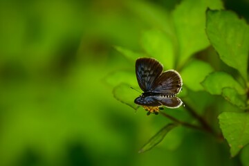 Closeup shot of  lycaenidae butterfly perching on a  flower . Nature green leaf background. Tarucus venosus, the Himalayan Pierrot or veined Pierrot. Best butterfly photos