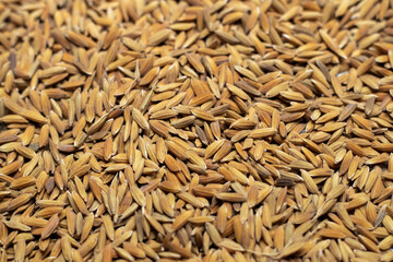 Obraz premium Ripe rice seed close up texture Background