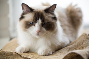 Young beautiful purebred Ragdoll cat at home