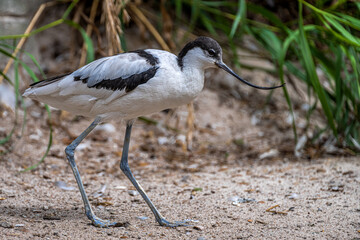 Walking Pied Avocet (Recurvirostra avosetta)