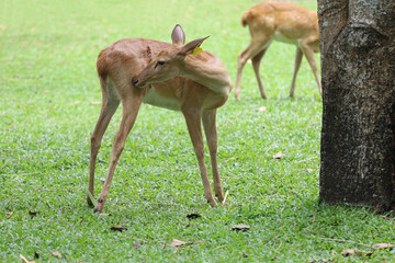Fototapeta premium The deer in the garden at thailand