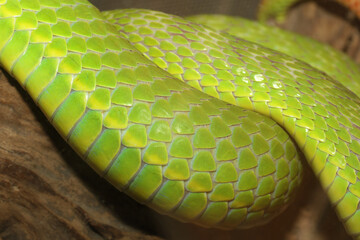 Obraz premium Close up green snake skin in garden for snake animal background and texture