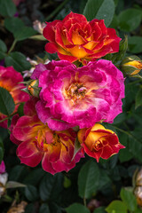 Flowers of ‘Tiddly Winks’ Miniature Rose - obrazy, fototapety, plakaty